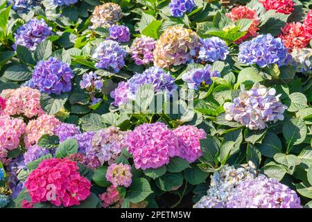 Immagine di sfondo Hydrangea blu. L'idrangea è in piena fioritura Foto Stock