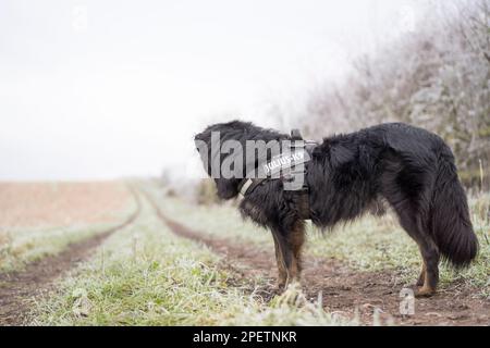Vista laterale del cane di confine isolato con collie, indossato un'imbracatura, fuori per una passeggiata in campagna, guardando giù per una lunga pista di agricoltori in una giornata invernale Foto Stock