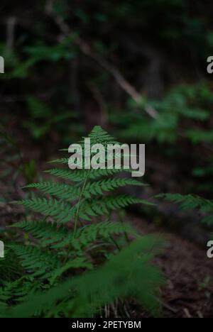 Vista sulla felce nella foresta in montagna nelle Alpi Foto Stock