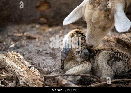 Una capra marrone neonato e la madre Foto Stock