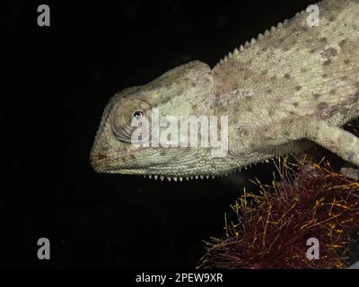 Un primo piano di un camaleonte velato su un tronco Foto Stock