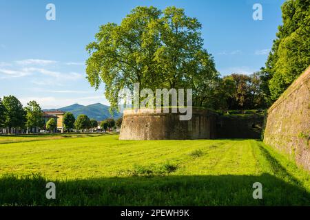 Le storiche e famose mura della città di Lucca in Toscana, primavera, Italia centrale, Europa Foto Stock