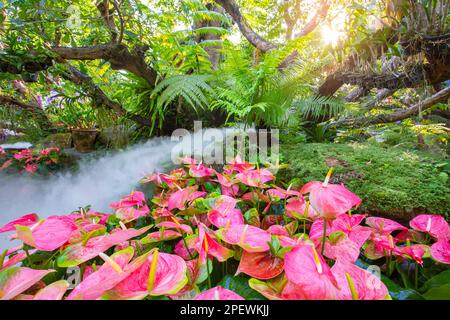 Bella primavera multicolori fiori nel giardino sotto grandi alberi, Chiang Rai, Thailandia Foto Stock