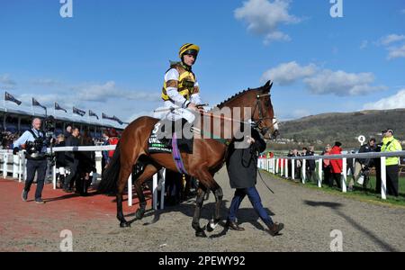 Gara 4 l'ostacolo del campione Unibet. Jason il militante guidato da Joe Williamson che si dirige verso il corso prima della gara Racing a Cheltenham R. Foto Stock