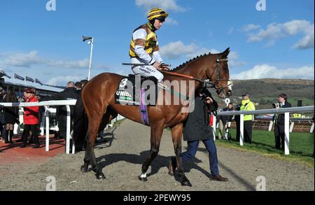 Gara 4 l'ostacolo del campione Unibet. Jason il militante guidato da Joe Williamson che si dirige verso il corso prima della gara Racing a Cheltenham R. Foto Stock