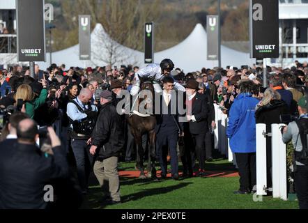 Gara 4 l'ostacolo del campione Unibet. Il vincitore della gara Constitution Hill guidato da Nico de Boinville entra nel recinto del vincitore Racing a Cheltenham R. Foto Stock