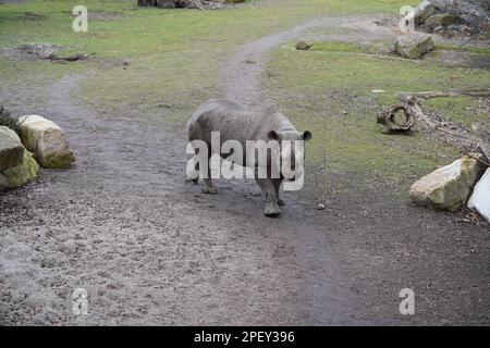 Rinoceronte nero dell'Africa orientale (Diceros bicornis michaeli), Zoo di Lipsia, Germania Foto Stock