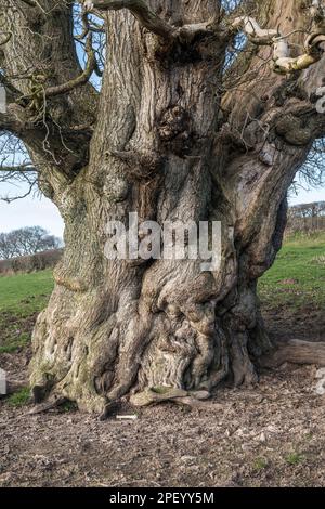 Un enorme castagno (Castanea sativa), un albero 'verteran' di circa 350 anni. Stonewall Hill, Powys, Regno Unito, al confine tra Galles e Inghilterra Foto Stock