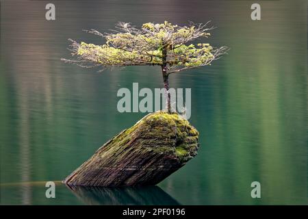 Un primo piano di un piccolo abete douglas nel lago delle fate Foto Stock