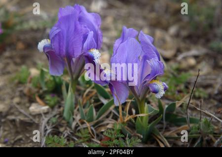 Porpora Nano iris fiore o Iris pumila nelle colline costiere in primavera Foto Stock