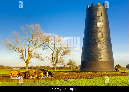 Beverley, il Westwood è terreno di pascolo comune dotato alla gente intorno tredicento. La terra include il Beverley Race Course e il campo da golf. Foto Stock