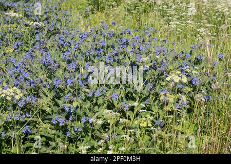 Kaukasus-Beinwell, Kaukasischer Beinwell, Symphytum caucasicum, Comfrey caucasica Foto Stock