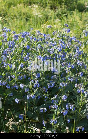 Kaukasus-Beinwell, Kaukasischer Beinwell, Symphytum caucasicum, Comfrey caucasica Foto Stock