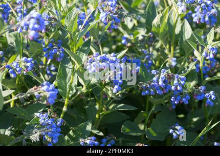 Kaukasus-Beinwell, Kaukasischer Beinwell, Symphytum caucasicum, Comfrey caucasica Foto Stock