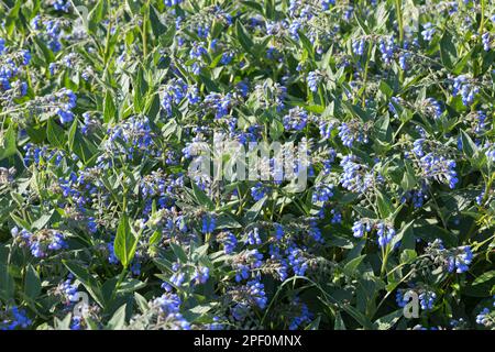 Kaukasus-Beinwell, Kaukasischer Beinwell, Symphytum caucasicum, Comfrey caucasica Foto Stock