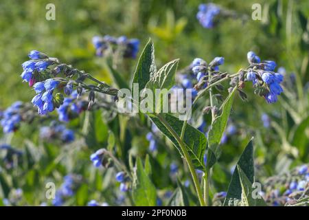 Kaukasus-Beinwell, Kaukasischer Beinwell, Symphytum caucasicum, Comfrey caucasica Foto Stock