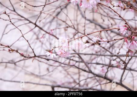 La primavera sta arrivando la fotografia concettuale. Nuova crescita di fiori. Fiori rosa al ramo di albero. Messa a fuoco selettiva. Foto Stock