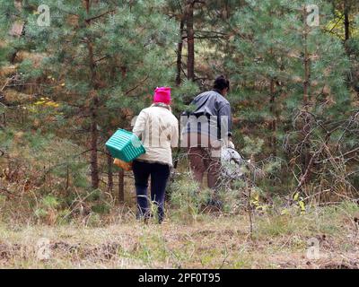 due donne con cestini a piedi attraverso la foresta in cerca di funghi, vista posteriore Foto Stock