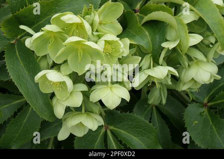 Primo piano dei fiori bianchi e verdi foglie di Helleborus angustifolia. Foto Stock