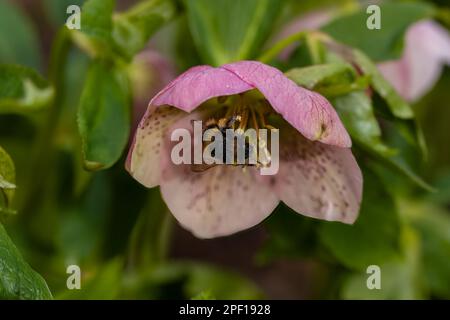 Bumblebee a coda di buff raccolta polline da Hellibore Christmas Rose Foto Stock