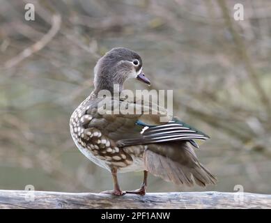 Anatra mandarina - Aix galericulata femmina Foto Stock