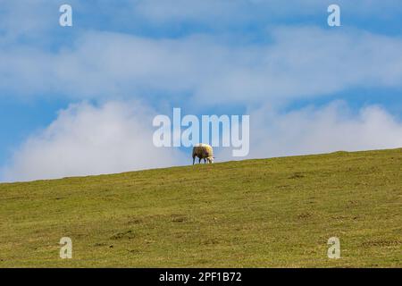 Un'pecora che pascola all'orizzonte, nelle South Downs Foto Stock