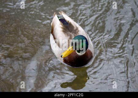 anatra mallardo maschio con riflesso in acqua Foto Stock