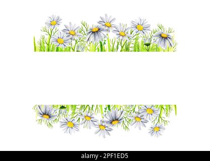Cornice con margherite e erba acquerello, fiori selvatici dipinti a mano, foglie di gambi di fiori, germogli di margherite, schizzo. Foto Stock