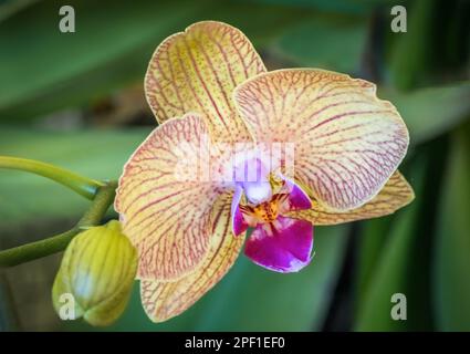 Primo piano di orchidea rossa gialla Foto Stock