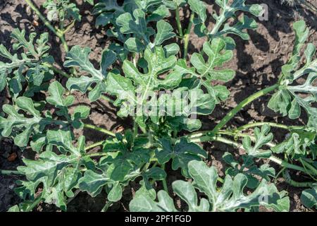 Primo piano delle piante di cocomero che crescono nell'orto, foto stock Foto Stock