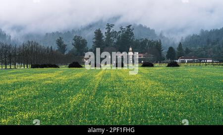 Un campo di fiori di senape con mucchi di vecchie vigne in un'atmosfera cantina rinvigorita dalla brezza aromatica più incredibile. Foto Stock