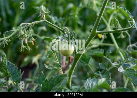 Pomodori verdi che crescono su un ramo del giardino. Orto. Foto Stock