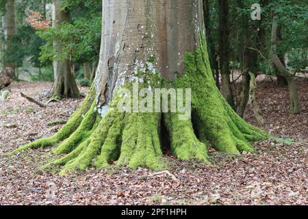 Enorme tronco di faggio antico ricoperto di muschio verde brillante Foto Stock