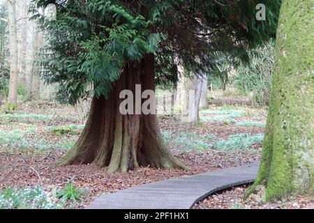 Passerella in legno che attraversa un bosco tra grandi alberi secolari Foto Stock