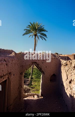 Palme da dattero tra le rovine del villaggio abbandonato di al Munifeh, Ibra, Oman Foto Stock