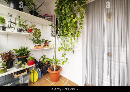 Piante interne su una terrazza d'ingresso ad una casa singola con una porta blindata bianca con una zanzariera Foto Stock