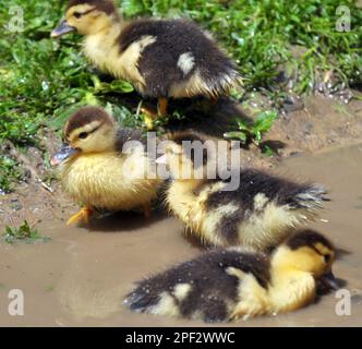 Giovane prole di anatre muschio, Cairina moschata Foto Stock