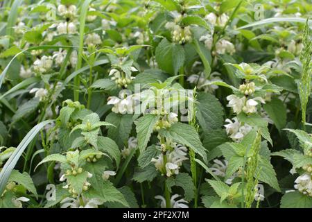 Fioritura in natura le nettle bianche sono sordomite (album Lamium) Foto Stock