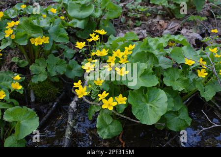 In primavera, la calta palustris cresce nella foresta umida di ontano Foto Stock