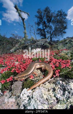 Gongilo o tiligugu (Calcide ocellatus). Endemico di Sardegna e Sicilia. Skink ocellato. Alghero, Sardegna, Italia. Foto Stock