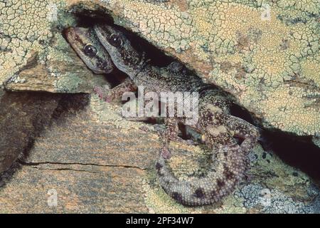 Tarantolino, Phyllodactylus europaeus. Questo geco, il più piccolo tra le specie europee è endemico di Corsica e Sardegna e di alcune isole del Tirren Foto Stock