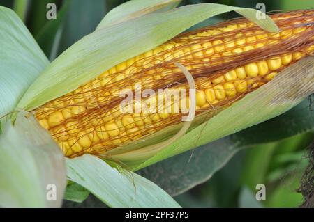 COB di mais giovane di maturità del latte Foto Stock