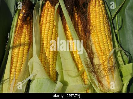 COB di mais giovane di maturità del latte Foto Stock