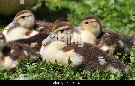 Giovane prole di anatre muschio, Cairina moschata Foto Stock