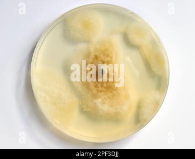 Capsule di Petri con la crescita della microflora. Studio locali igiene ristoranti. La sicurezza alimentare Foto Stock