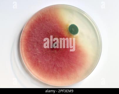 Coltura di muffe che crescono in una piastra Petri su un PDA, piastra nutritiva agar, colonie di funghi Fusarium (rosso, rosa) e Penicillium (blu, grigio). Foto Stock