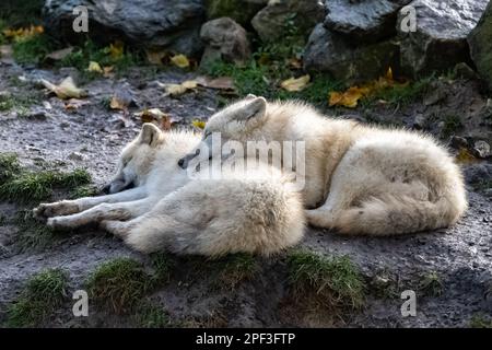 Due lupi bianchi che dormono insieme, ritratto Foto Stock