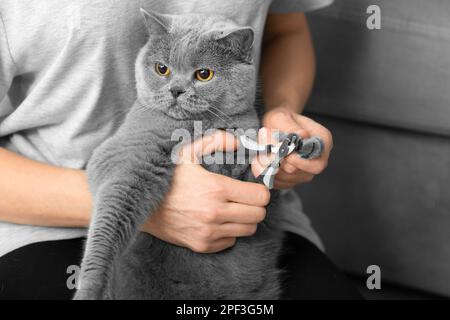 Rifinitura chiodi Cat. Il veterinario taglia le unghie di un gatto di razza britannica. Cura degli animali domestici. La ragazza taglia gli artigli di un gatto grigio primo piano. Foto Stock