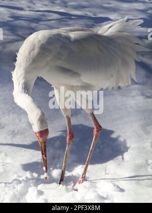 Grus leucogeranus (Leucogeranus leucogeranus), gru bianca siberiana. Foto Stock