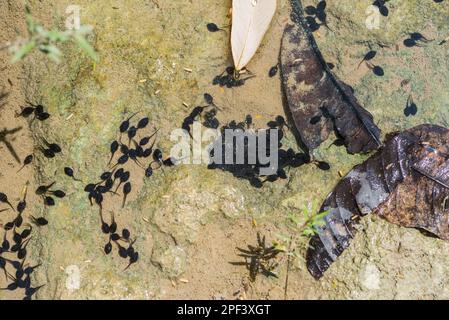 Tadpoles a Roberto Barrios in Messico Foto Stock